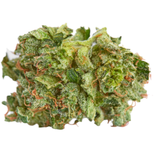 Buy 24K GOLD Marijuana Strain