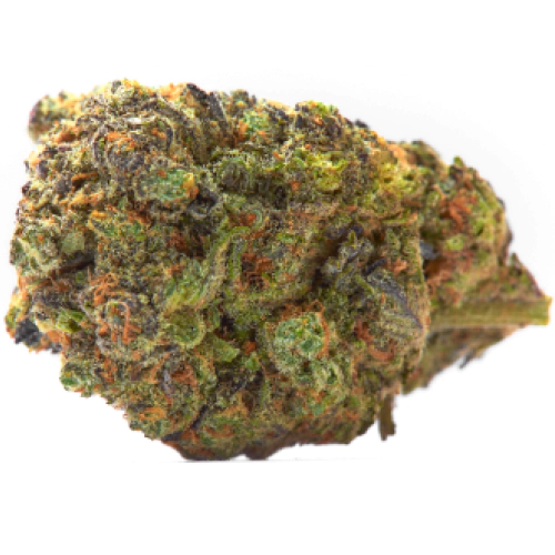 Chocolate OG Cannabis Strain