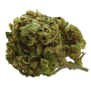 Cookies Gary Payton Marijuana Strain